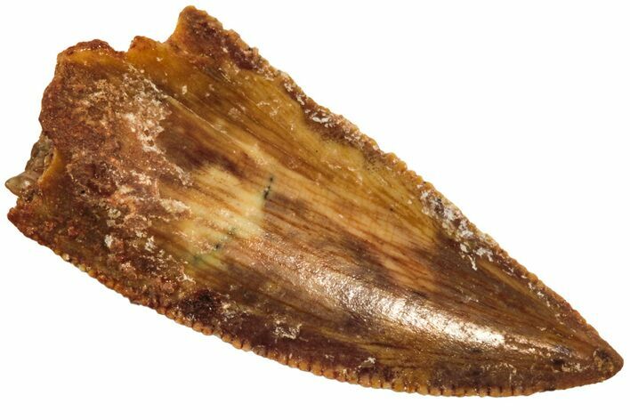Serrated, Raptor Tooth - Real Dinosaur Tooth #208293